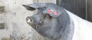 Steckbrief: Schwein - Wissen