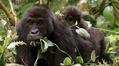 Ein erwachsener Gorilla mit einem kleinen Gorillababy