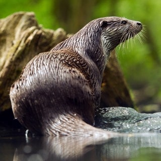 Ein Fischotter