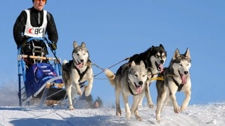 2 - Hunde sind Freunde 