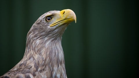 Ein Seeadler