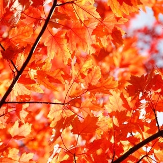 rot gefärbte Blätter im Herbst