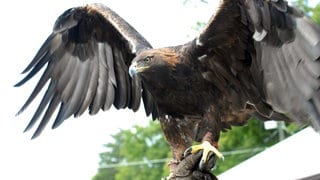 Ein Steinadler breitet seine Flügel aus.