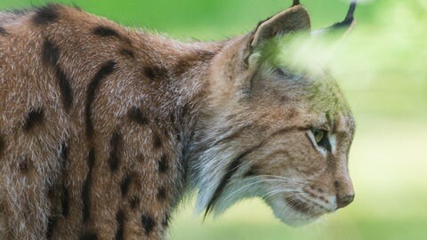 Ein Luchs mit seinen markanten "Pinselohren"