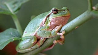 Ein Laubfrosch sitzt auf einem Pflanzenstengel